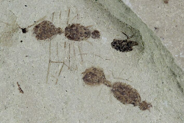 Two Fossil Ants (Formicidae)- Green River Formation, Utah #108814